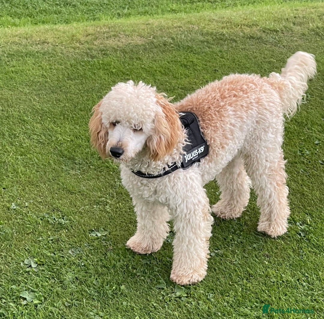 Miniature Poodle dogs for stud: HEALTH TESTED Kc Registered Miniature Poodle STUD in Doncaster - Image 15