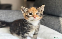 British Longhair cats for sale: beautiful kittens looking for forever home - Image 8