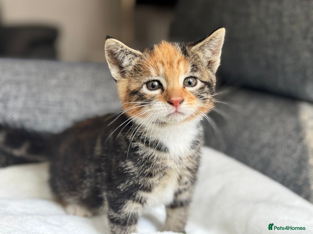 British Longhair cats for sale: beautiful kittens looking for forever home - Image 8