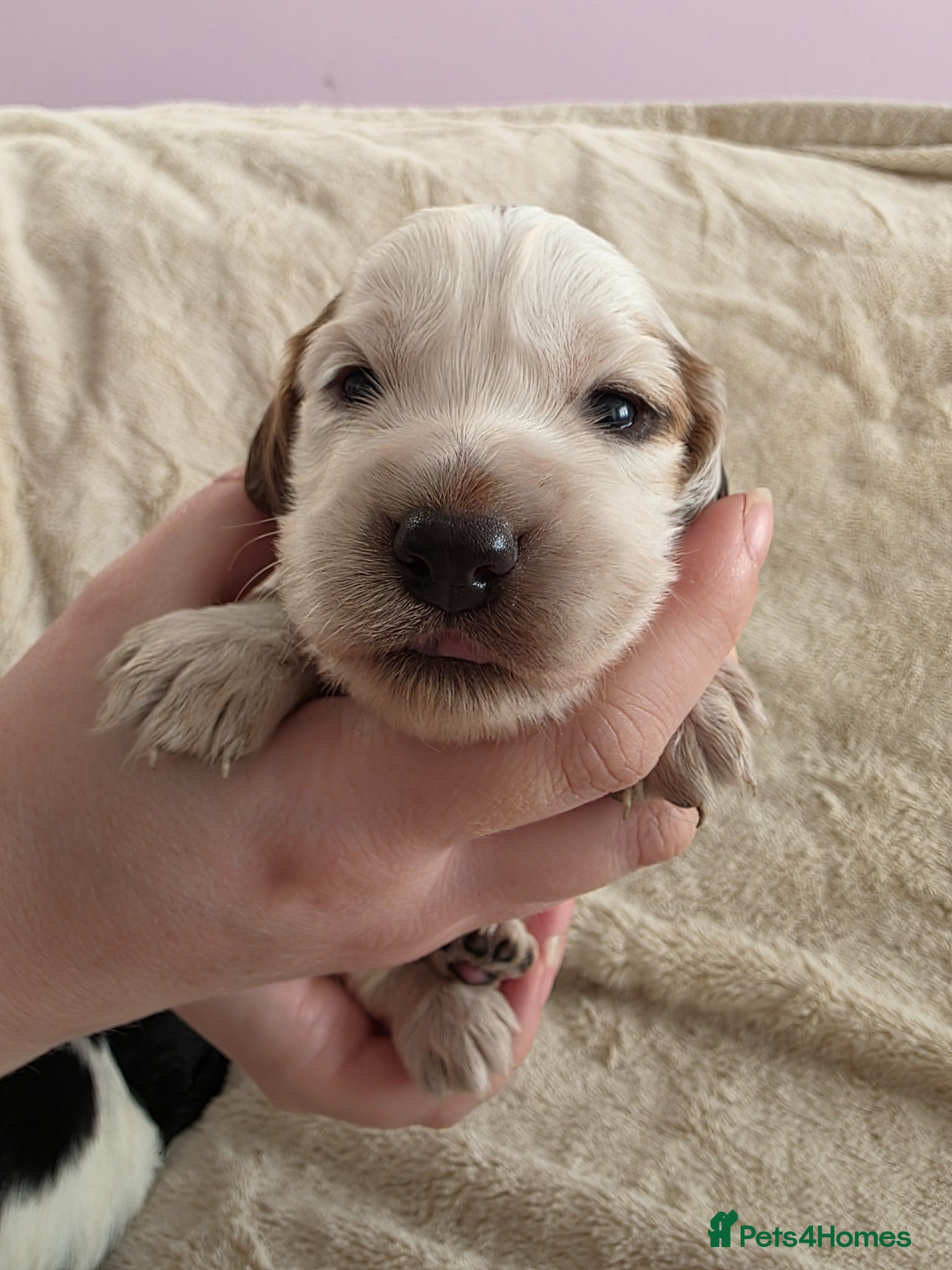 Cocker Spaniel dogs Gorgeous working cocker spaniel puppies - Advert 1