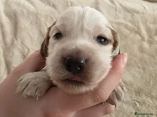 Cocker Spaniel dogs for sale: Gorgeous working cocker spaniel puppies - Advert 1