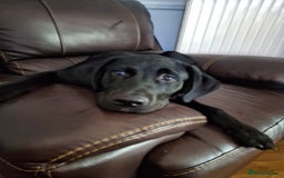 Mixed Breed dogs for sale: Labrador/ Rottweiler Male Dog  - Image 2