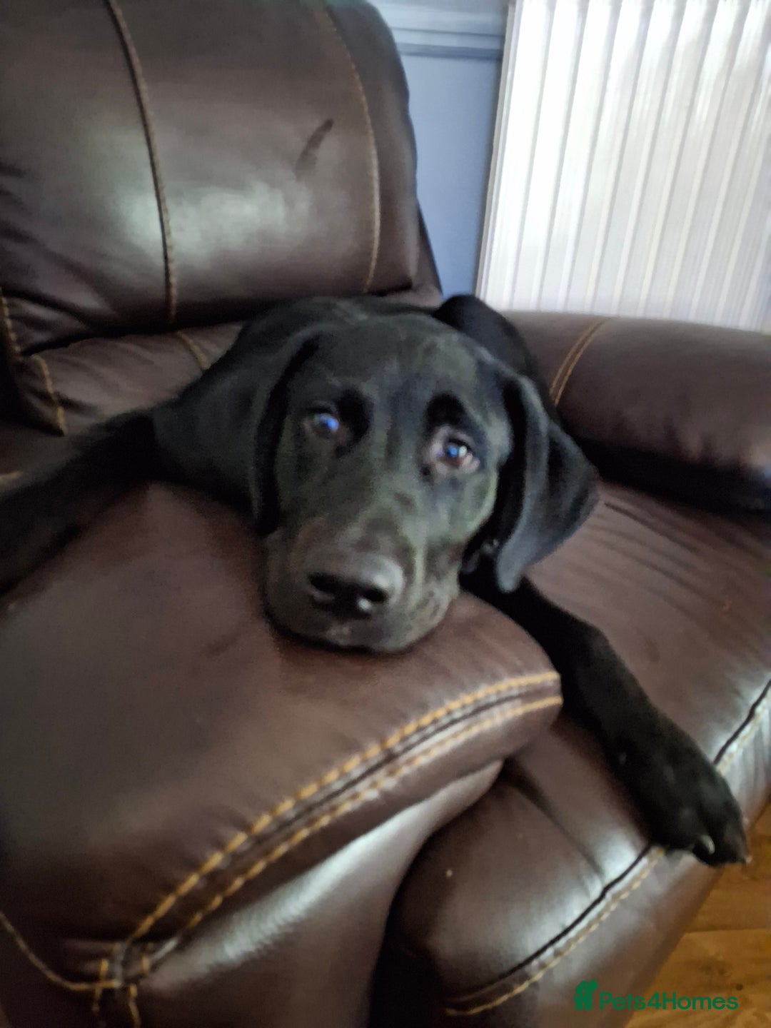 Mixed Breed dogs for sale: Labrador/ Rottweiler Male Dog  - Image 2