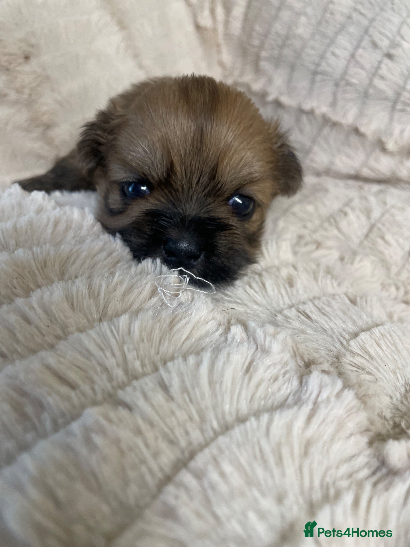 Shih Tzu dogs Shihtzu babies - Advert 4