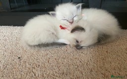 Ragdoll cats for sale: 6 ragdoll kittens  - Image 13