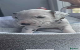 Dalmatian dogs for sale: Dalmatian puppies  - Image 5