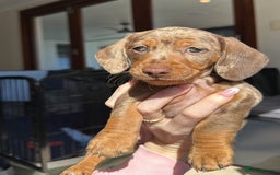 Miniature Dachshund dogs for sale: **We have adorable miniature dachshund puppies** - Image 2