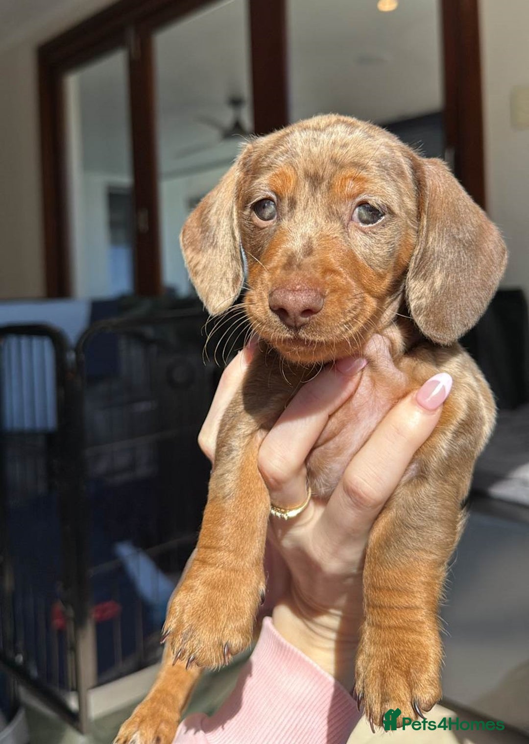 Miniature Dachshund dogs for sale: **We have adorable miniature dachshund puppies** - Image 2