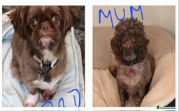 Shihpoo dogs for sale: shihpoo pups ONE BOY LEFT  - Image 11