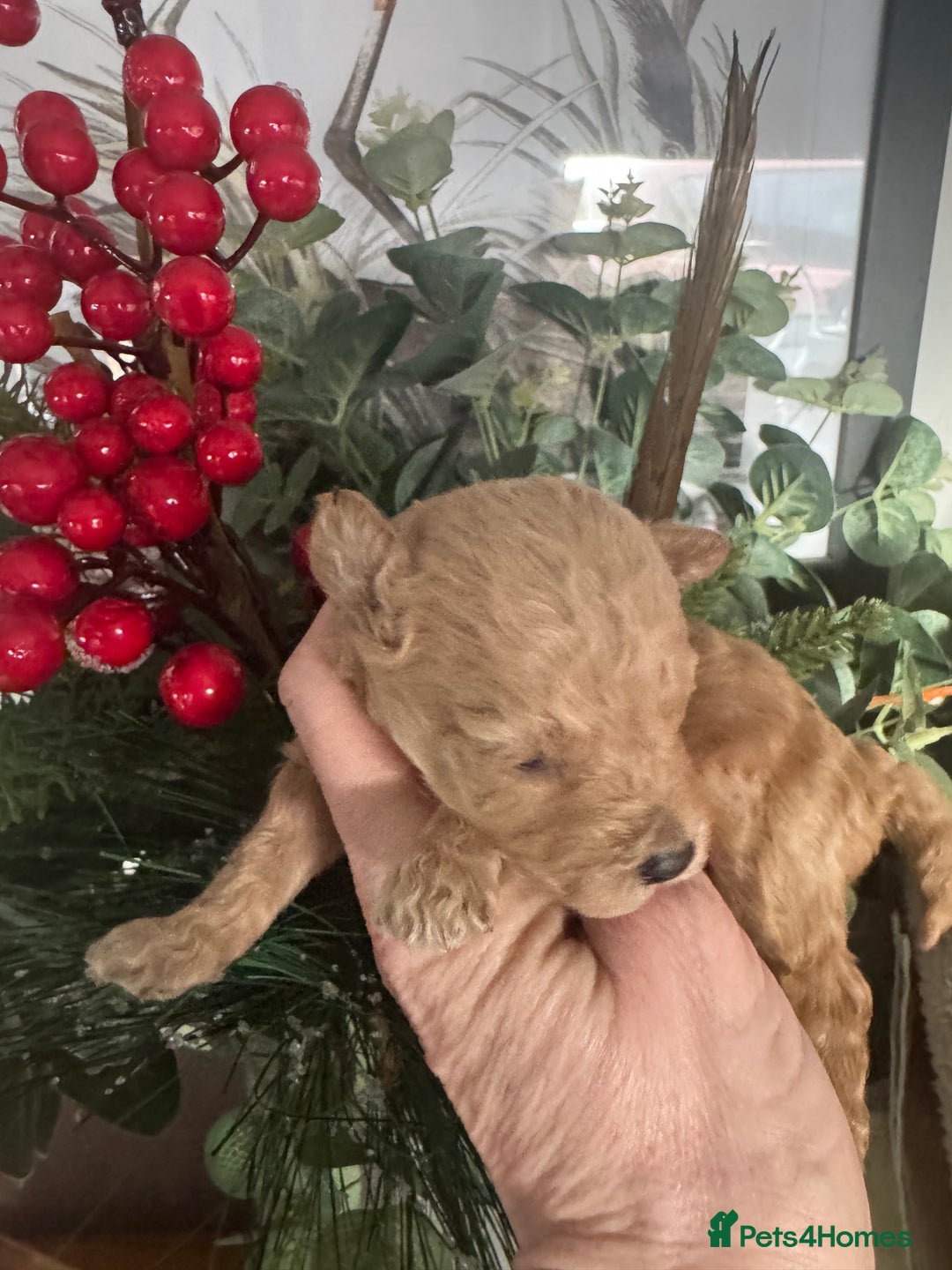 Toy Poodle dogs for sale: KC STUNNING TRUE TOY POODLES  - Advert 4