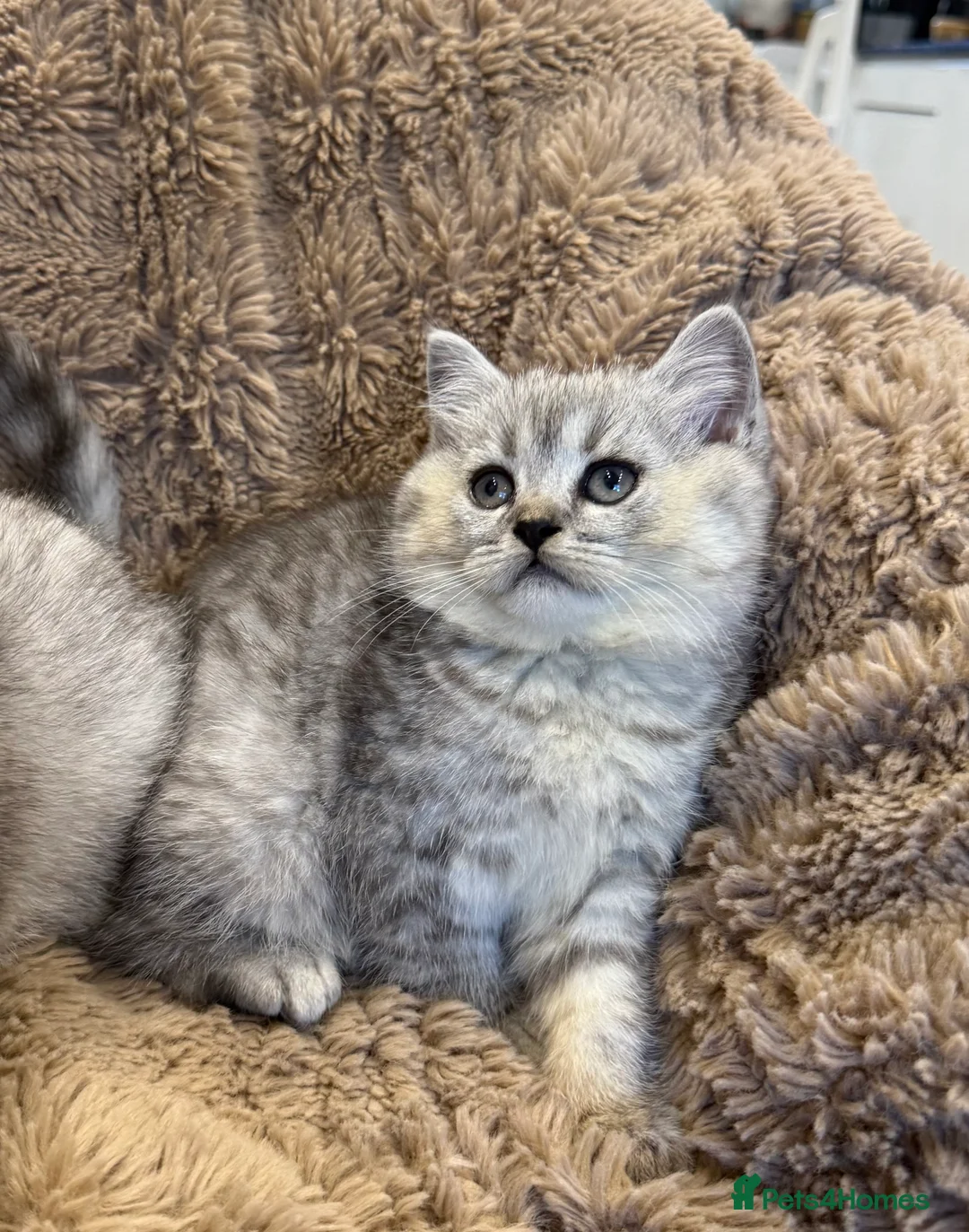 British Shorthair cats for sale: Adorable GCCF British Shorthair kittens - Advert 3