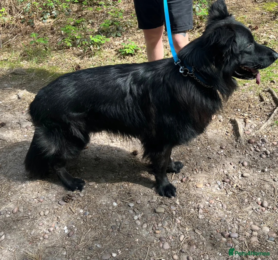 German Shepherd dogs for sale: Black German Shepherd - Advert 2