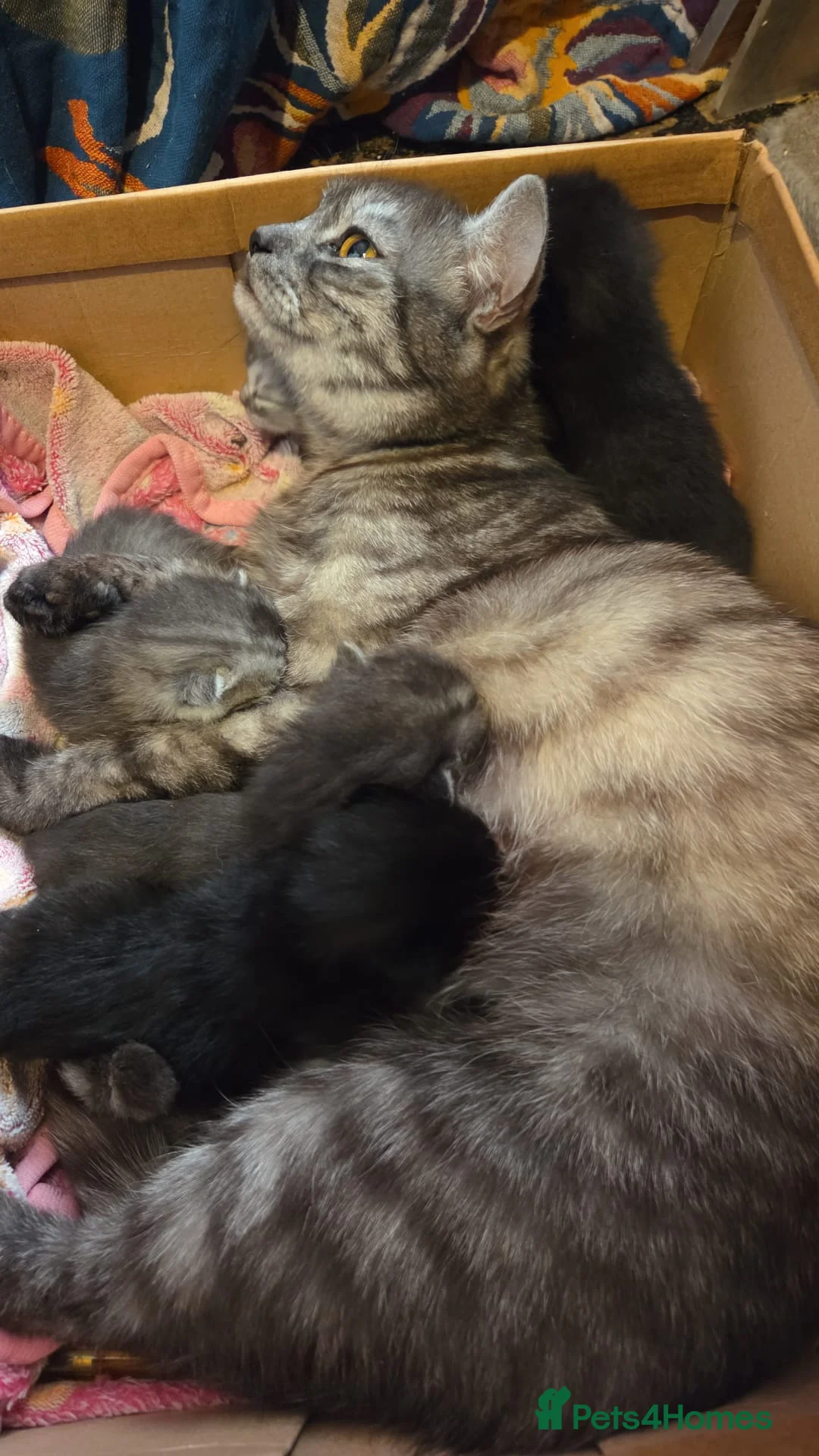 Mixed Breed cats for sale: 5 bootiful ragdoll/siberian forest cat kittens :) - Advert 12