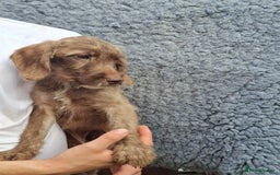 Labradoodle dogs for sale: Amazing quality for labradoodles, top quality!! in South Shields - Image 2