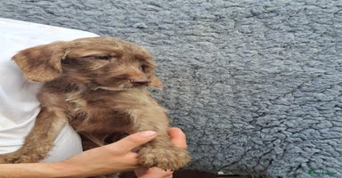 Labradoodle dogs in South Shields - Advert 5