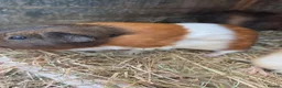 Guinea Pig rodents for sale: Young guinea pigs looking for new homes - Advert 6