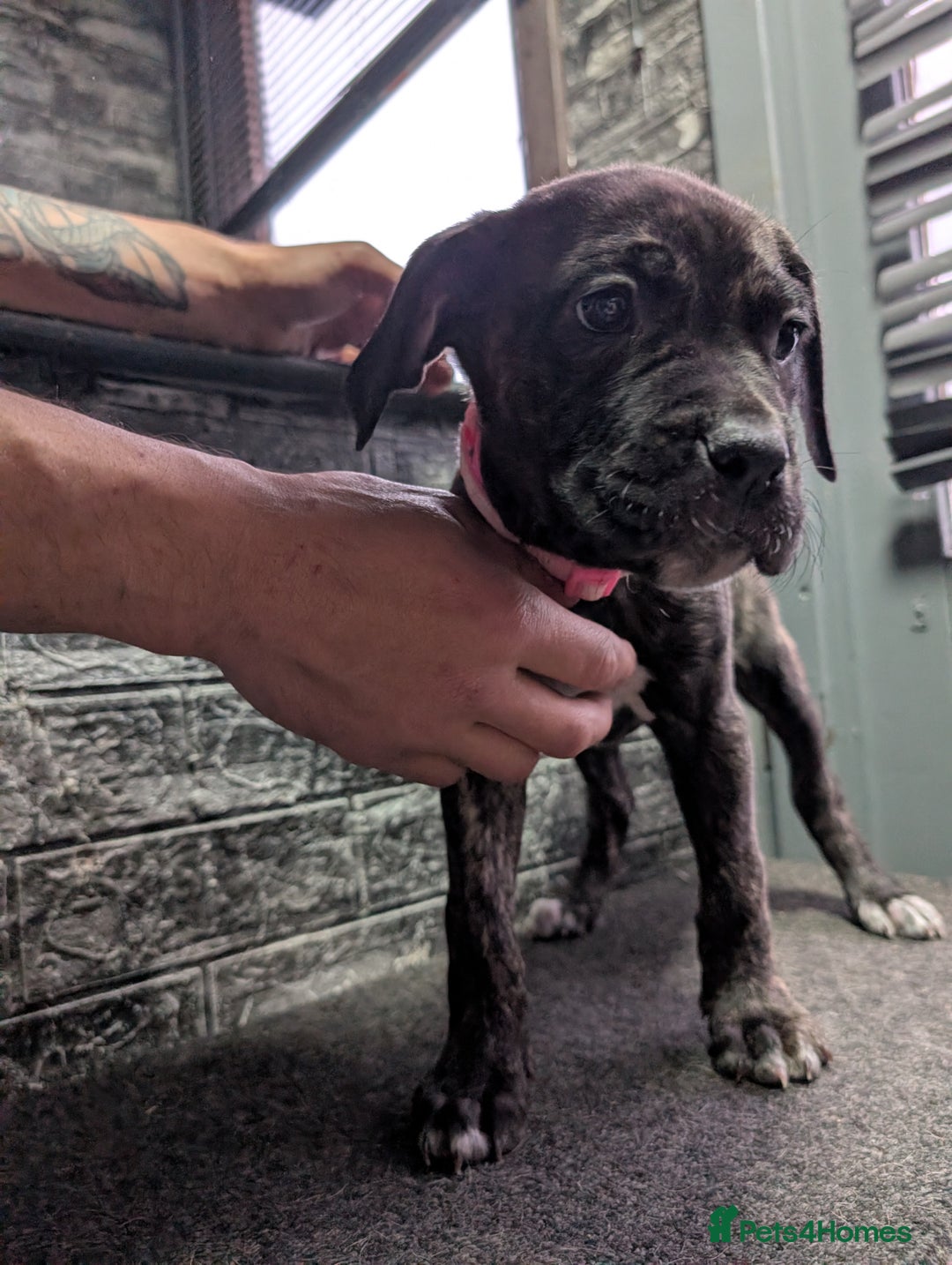 Cane Corso dogs for sale: Cane corso puppies  - Advert 11