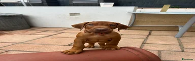 Rhodesian Ridgeback Puppy 2