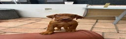 Rhodesian Ridgeback dogs for sale: KC Registered RR Ready for forever Homes 1st July - Advert 27