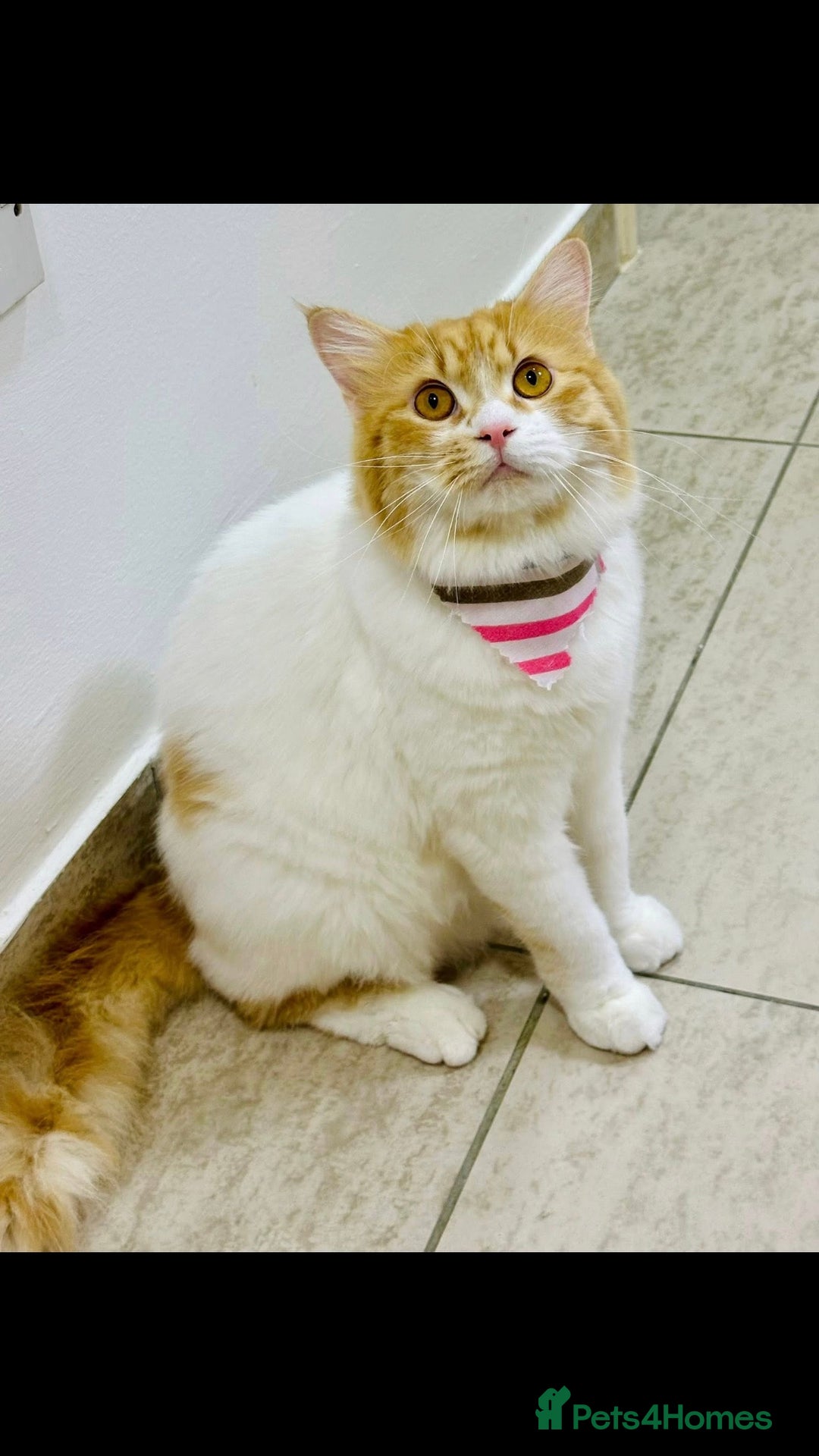 Mixed Breed cats for adoption: MESH MESH & BROWNIE HANDSOME BONDED NEUTERED PAIR  - Image 4