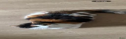 British Longhair cats for sale: Beautiful long haired kittens for sale - Advert 11