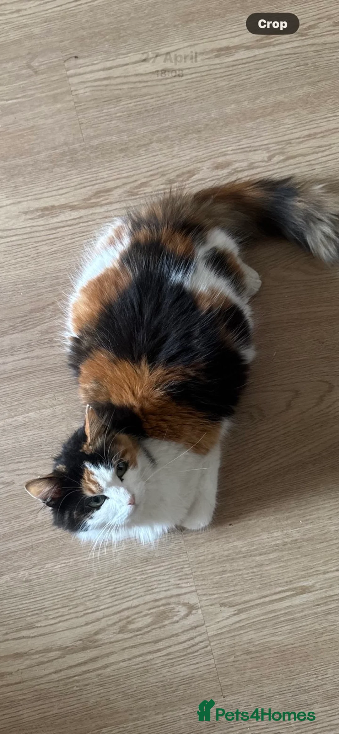 British Longhair cats for sale: Beautiful long haired kittens for sale - Advert 11