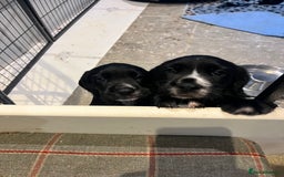 Bocker dogs for sale: Bocker Puppies for Sale - Image 14