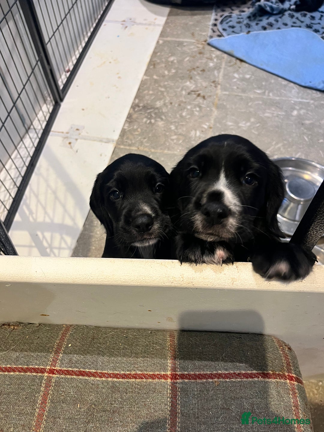 Bocker dogs for sale: Bocker Puppies for Sale - Image 14