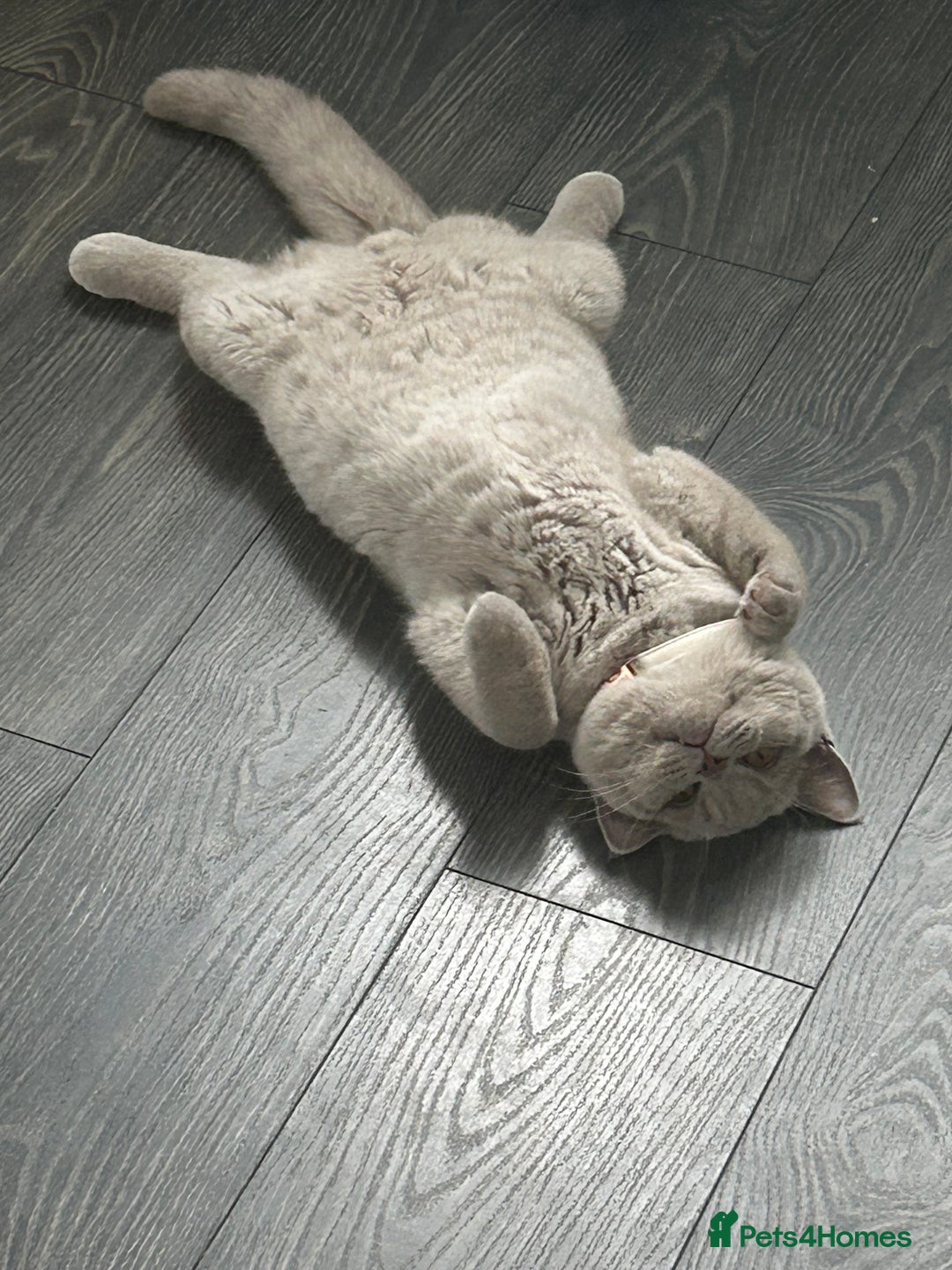 British Shorthair cats for sale: British short hair ( Lilac Male)  - Image 4