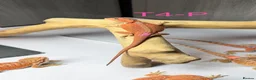 Bearded Dragon reptiles for sale: Baby Bearded Dragons available  - Advert 20