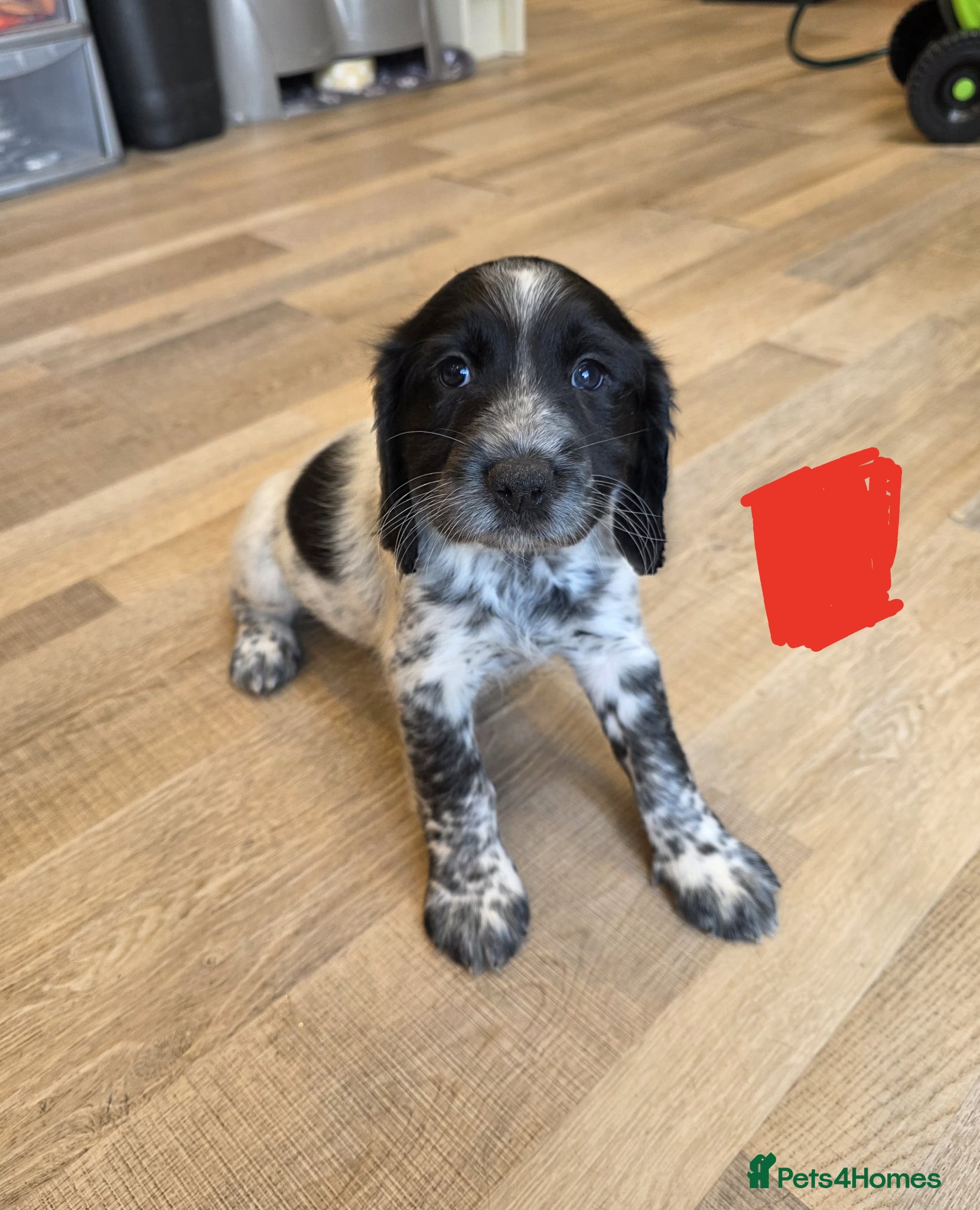 Sprocker dogs Sprocker  - Advert 2