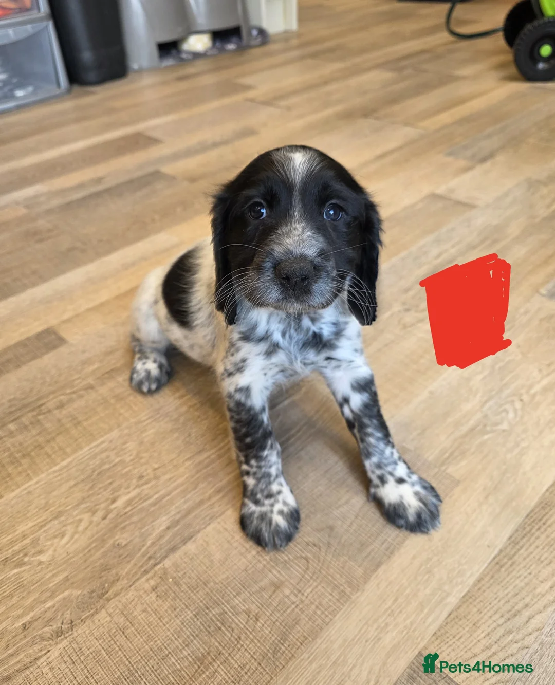 Sprocker dogs for sale: Sprocker  - Advert 2