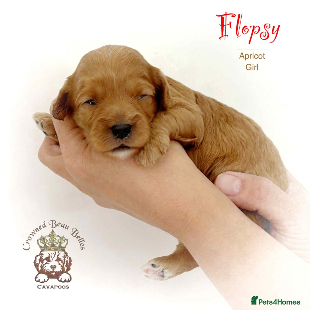 Cavapoo dogs for sale: Beautiful F1 Cavapoo Puppies - Image 4