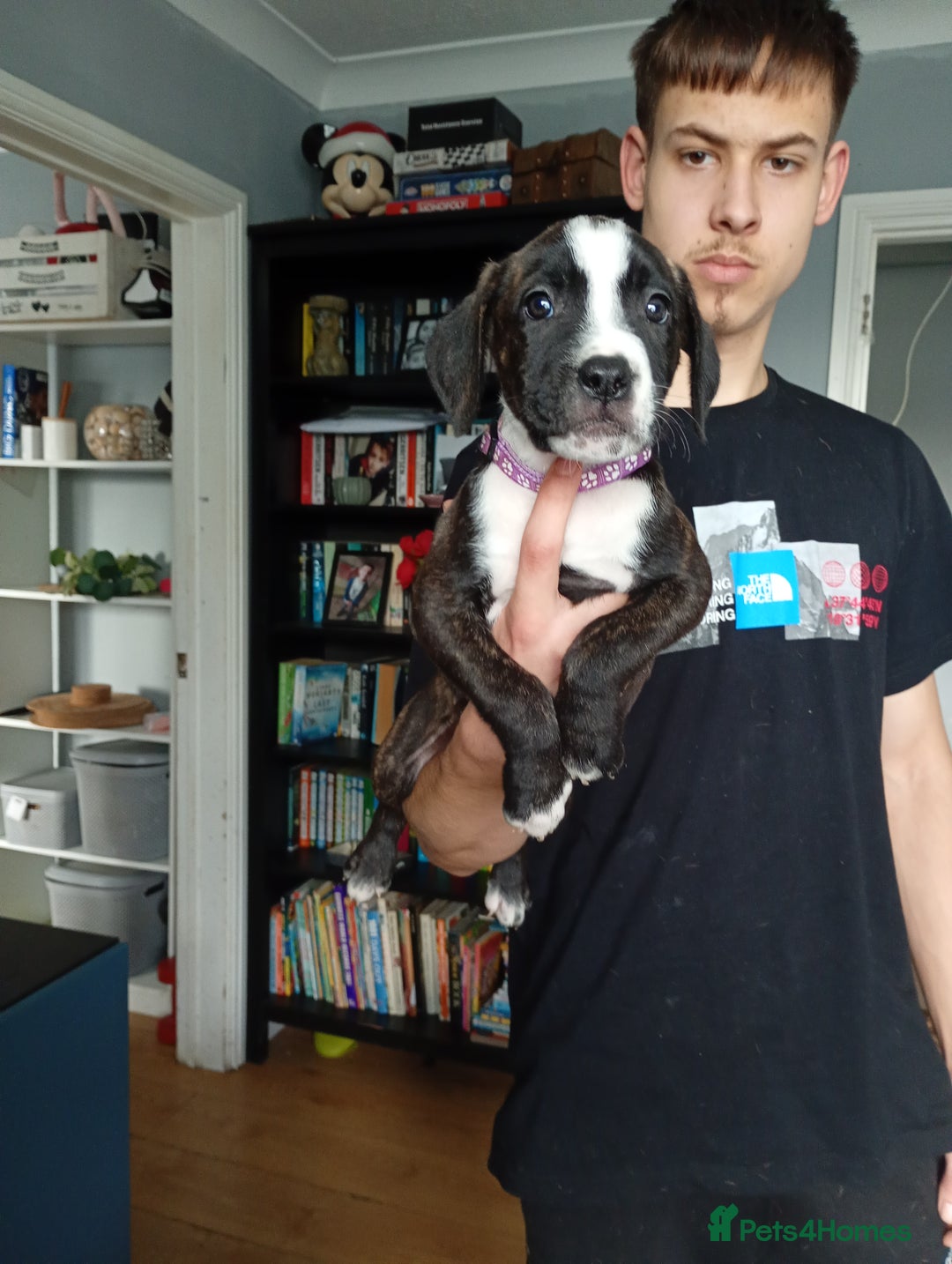 Mixed Breed dogs for sale: Mastiff cross  - Image 26