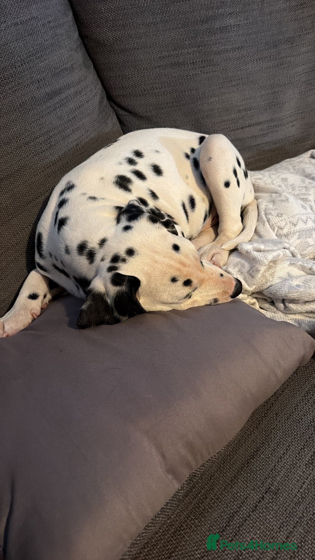 Dalmatian dogs for sale: Male KC Registered Dalmatian Puppy - Advert 8