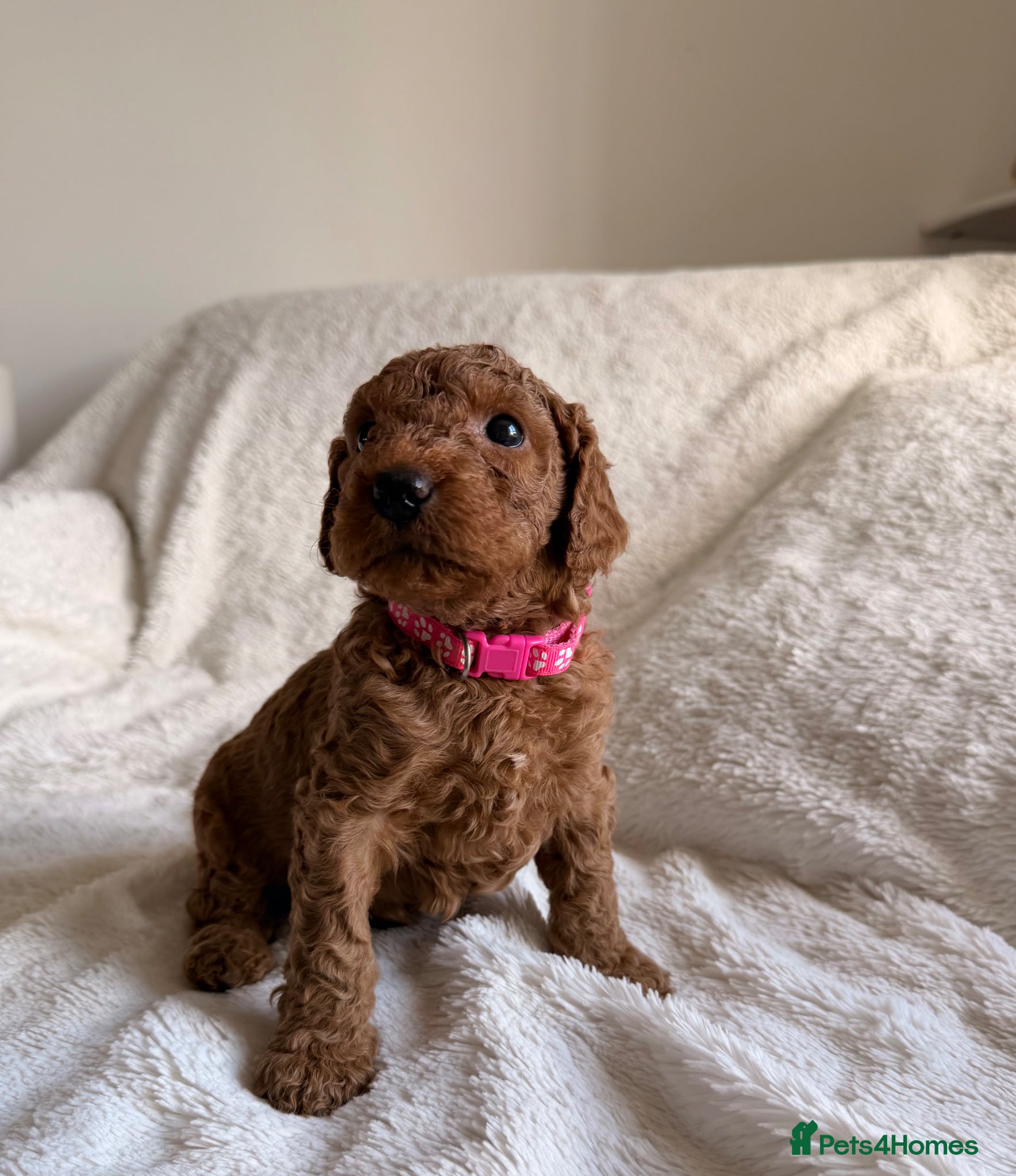 Mini Goldendoodle dogs READY JULY  AUSTRALIAN DOODLES 🐾 HEALTH TESTED🐾  - Advert 1