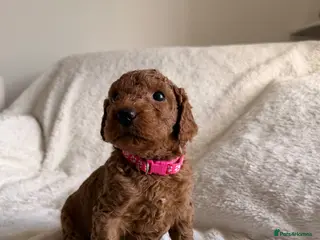 Mini Goldendoodle dogs READY JULY AUSTRALIAN DOODLES 🐾 HEALTH TESTED🐾 - Advert 1