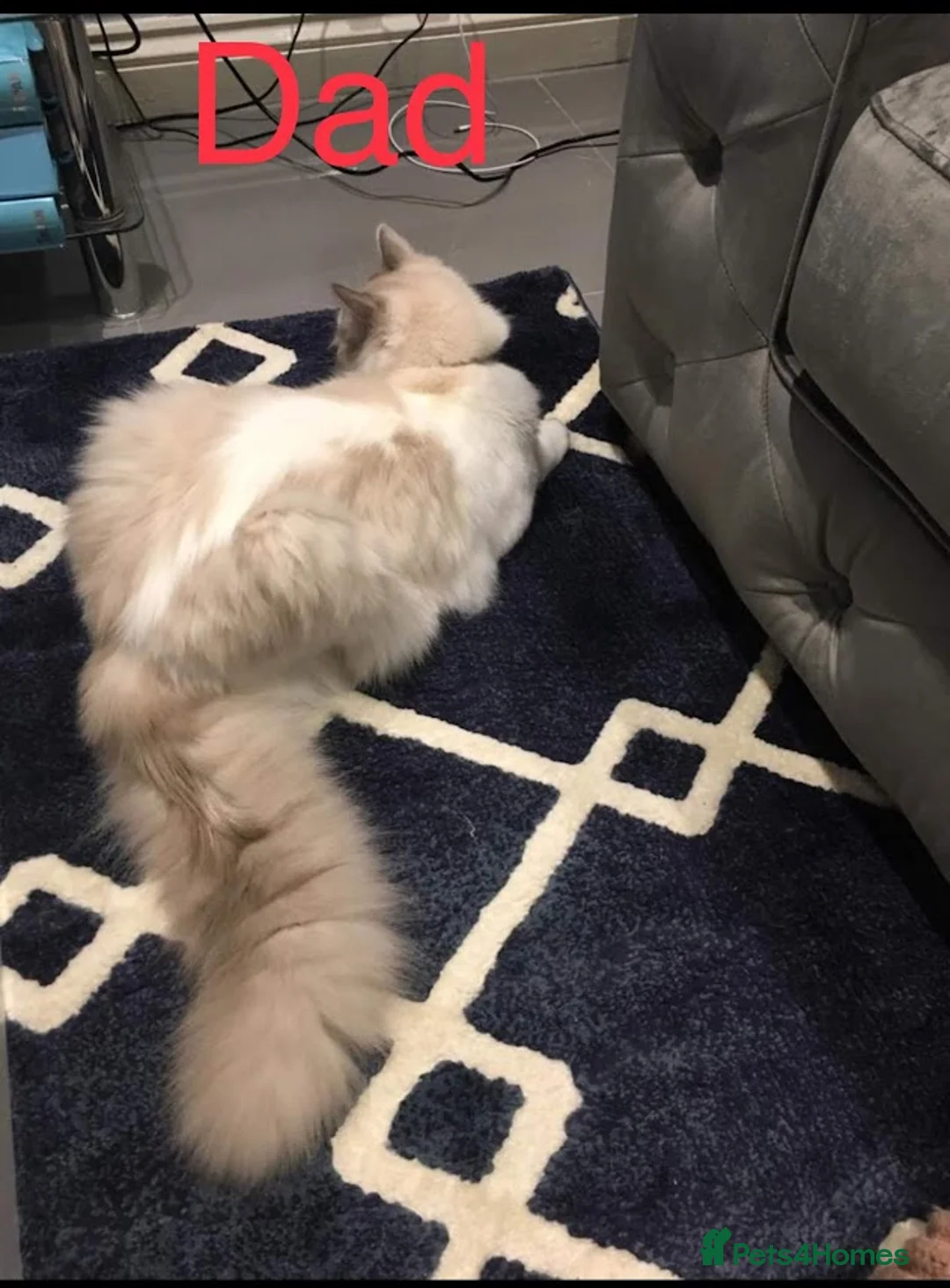 Ragdoll cats for stud: Bi-Colour Handsome Ragdoll Stud GCCF/TICA (Active) - Advert 8