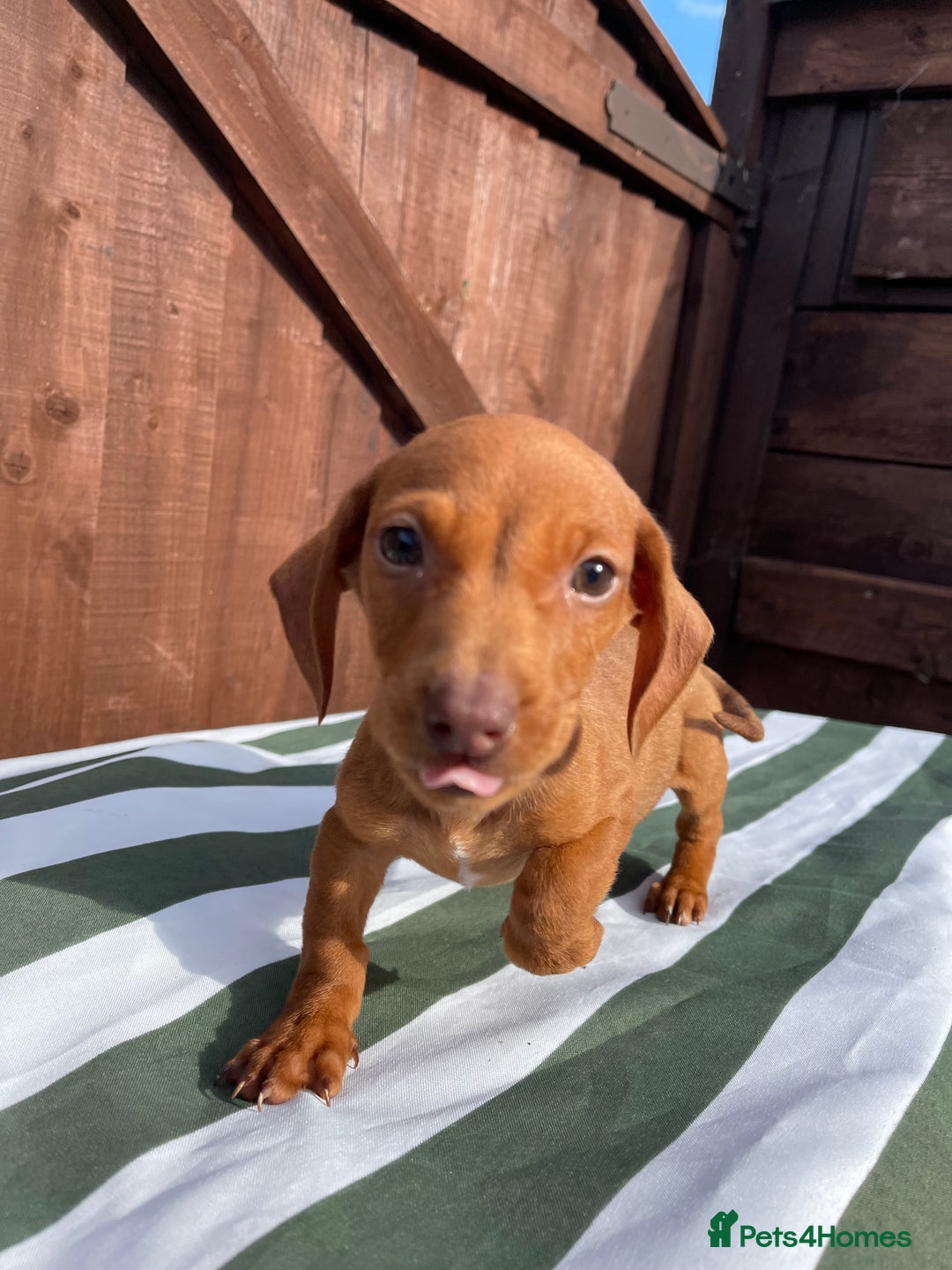 Dachshund dogs for sale: 4 beautiful dachshund puppies ready to go!!!! - Image 10
