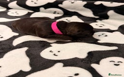 Mixed Breed dogs for sale: 6 beautiful French bulldog x Patterdale pups - Image 12