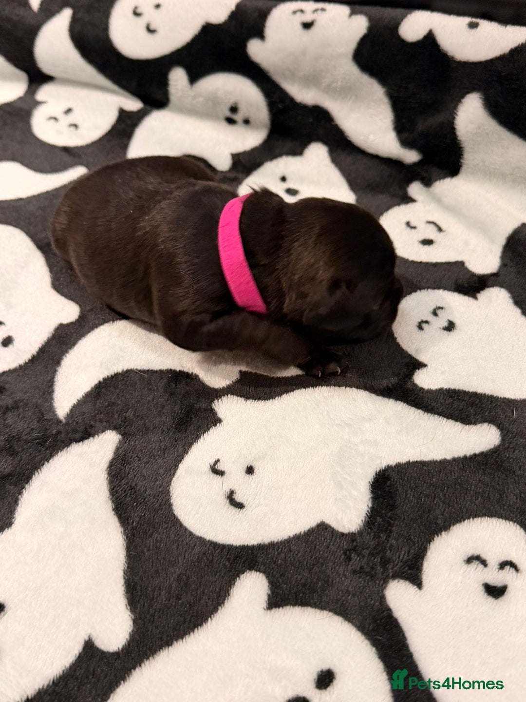 Mixed Breed dogs for sale: 6 beautiful French bulldog x Patterdale pups - Image 12