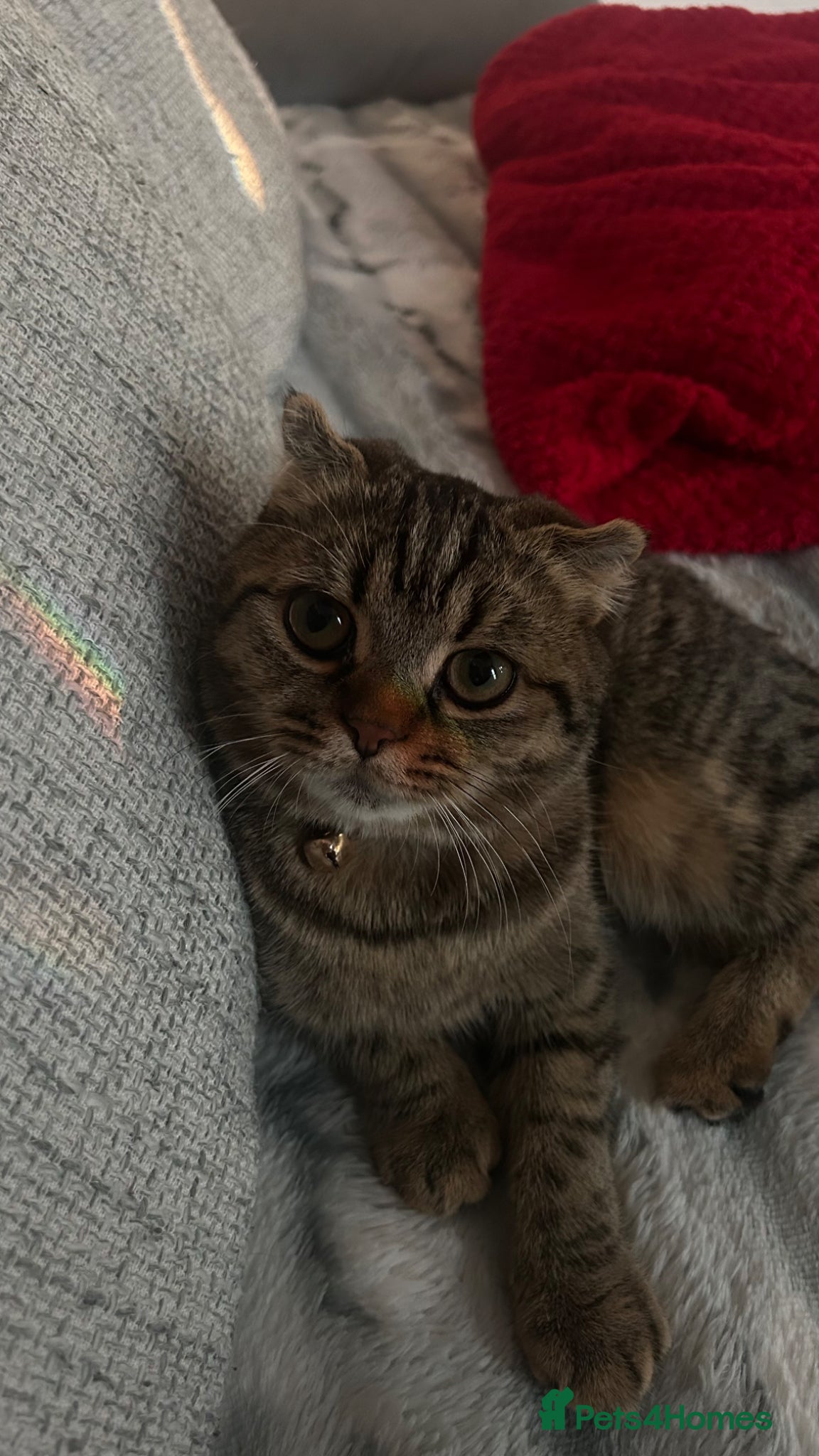 Scottish Fold cats for sale: Scottish fold for sale - Advert 6