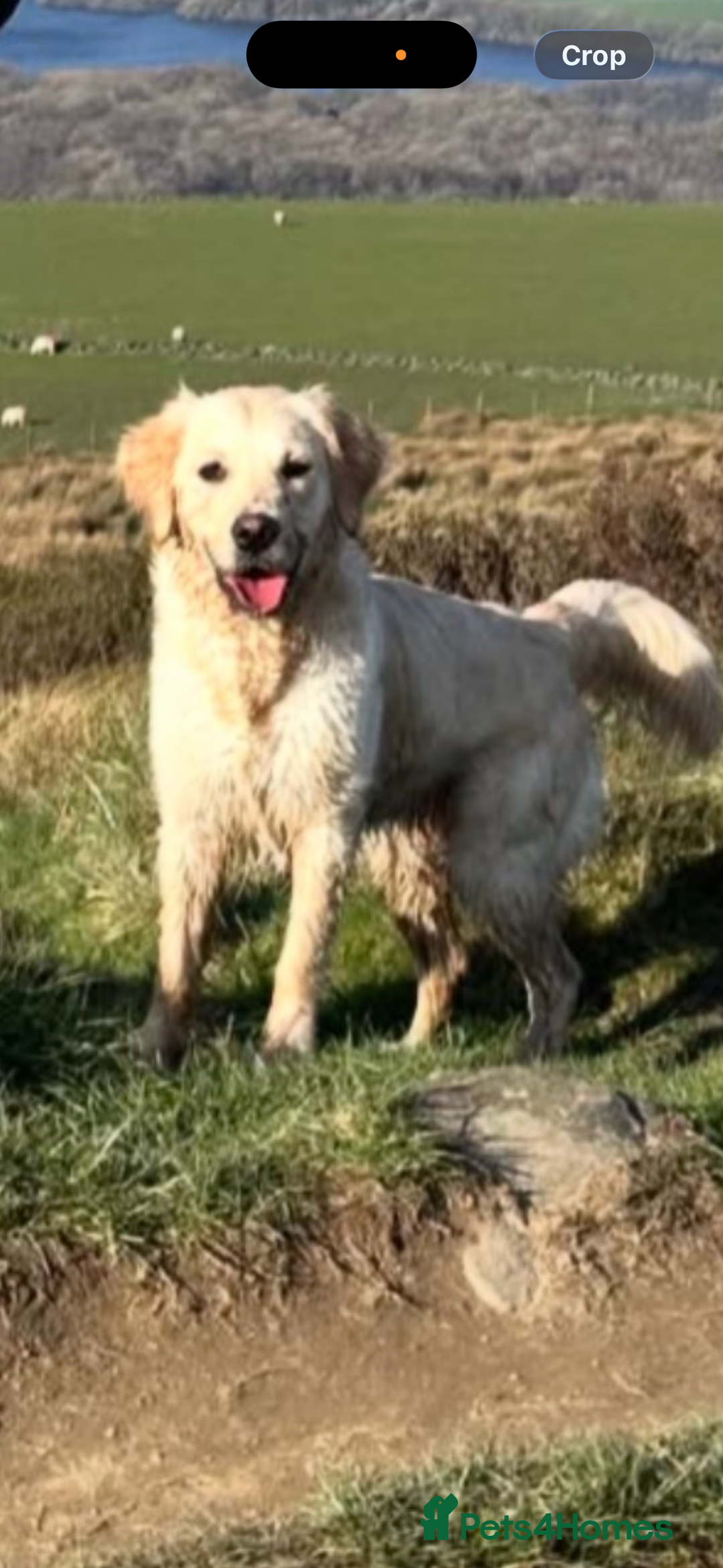Golden Retriever dogs for sale: Golden retrievers DUE - Advert 3