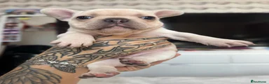 French Bulldog 3
