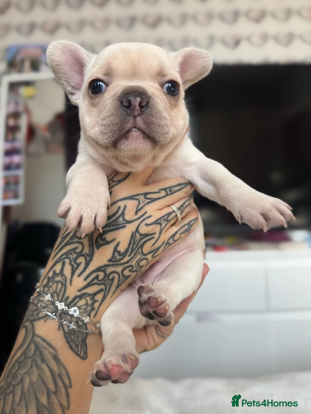 French Bulldog dogs for sale: 3 chunky French bulldog puppies 😍 🐶  - Advert 9