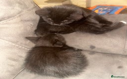 Domestic Shorthair cats for sale: X2 black kittens - Image 3