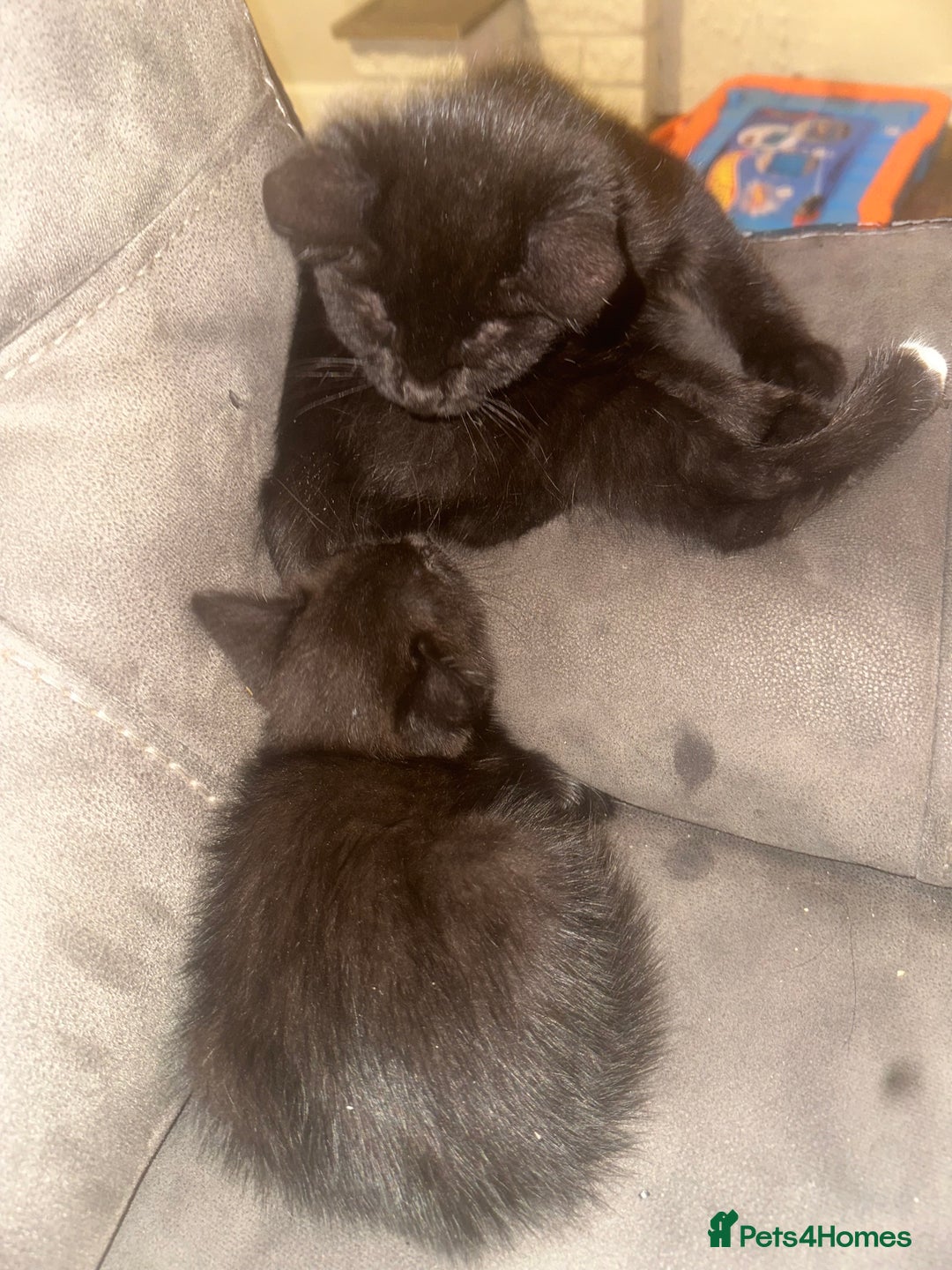 Domestic Shorthair cats for sale: X2 black kittens - Image 3