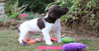 English Springer Spaniel dogs - Advert 16