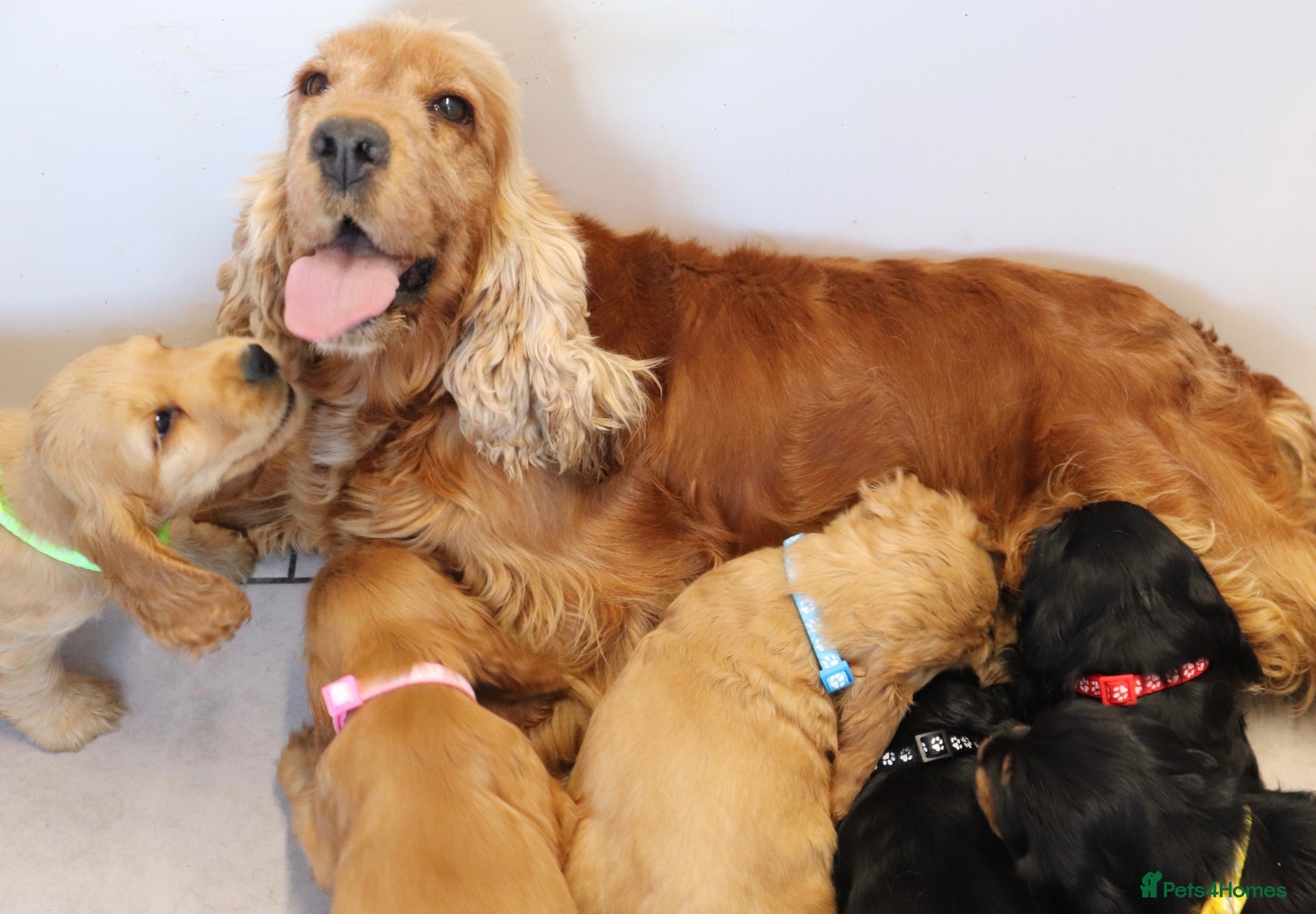 Cocker Spaniel dogs Show Cocker spaniels  - Advert 2