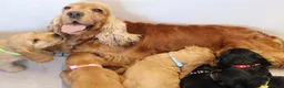 Cocker Spaniel dogs for sale: Show Cocker spaniels  in Maidstone - Advert 2